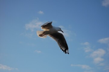 eagle in flight