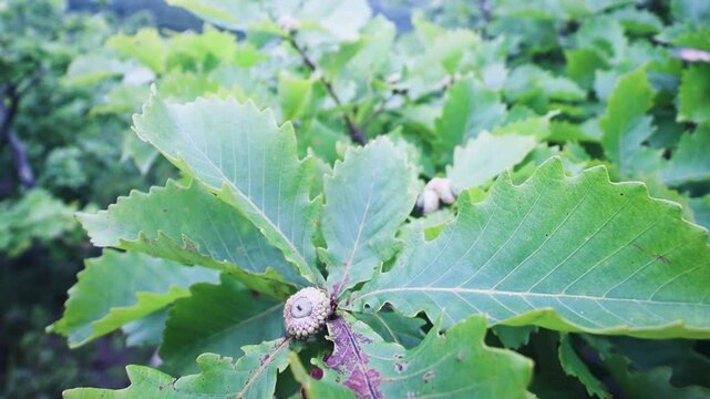 The ovary of oak fruits. Knotted oak acorns of Mongolian Oak (Quercus mongolica), Sikhote. The oak forests of the Sikhote Alin mountains. Eastern Siberia. The Far East