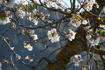 Detail of almond blossoms on various branches
