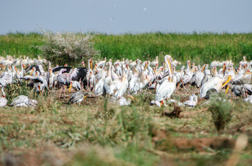 pélicans dans une réserve en Tanzanie