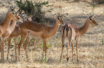 troupeau d'antilopes dans le Sérengeti en Tanzanie