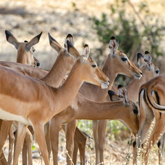 troupeau d'antilopes dans le Sérengeti en Tanzanie