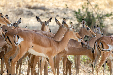troupeau d'antilopes dans le Sérengeti en Tanzanie