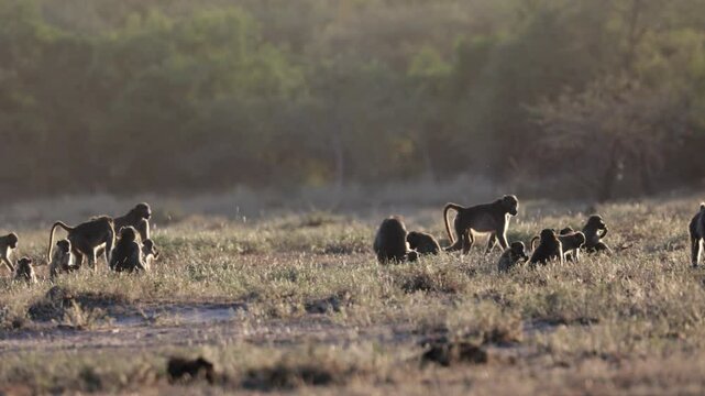 A large troop of chacma baboons in golden light
