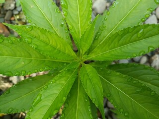 This is a close-up image of a young Impatiens balsamina plant, commonly known as garden balsam. It has serrated, lance-shaped green leaves arranged in a spiral pattern around the stem