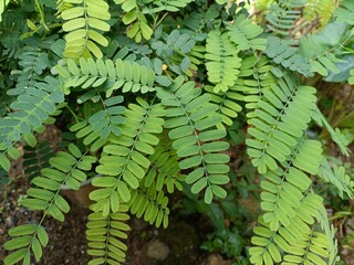 This is a close-up image of a tamarind leaf. The leaves are pinnately compound, consisting of many...