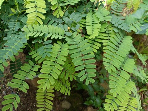 This is a close-up image of a tamarind leaf. The leaves are pinnately compound, consisting of many small, oval leaflets arranged symmetrically. The image was taken in landscape view.