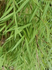 This is a close-up image of Andropogon crinitus, a species of tall grass known for its slender, lance-shaped green leaves and upright stems