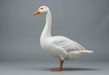 Fototapeta premium Goose standing gracefully in a neutral background showcasing its white feathers and orange beak in an indoor setting