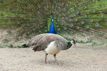 Männlicher Pfau versucht einer vorbeilaufenden Henne durch sein Radschlagen zu imponieren