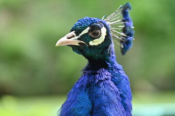 Porträt eines aufmerksam blickenden männliches Pfaus mit leuchtend blauem Federkleid