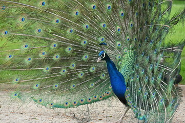Wunderschöner Rad schlagender Pfau