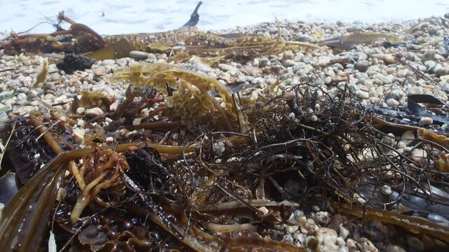 Algae floatsam in the supralithoral of Sea of Japan, sandy shell beach. Japan sea tangle (Laminaria japonica), Red blanket Rhodophyceae, Alaria esculenta, bladderwrack (Fucaceae). Russian Far East