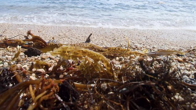 Algae floatsam in the supralithoral of Sea of Japan, sandy shell beach. Japan sea tangle (Laminaria japonica), Red blanket Rhodophyceae. Alaria esculenta, bladderwrack (Fucaceae). Russian Far East
