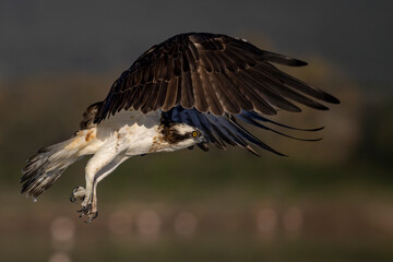 Falco pescatore. Natura e naturalismo, uccello in libertà. Primo piano ravvicinato del rapace....