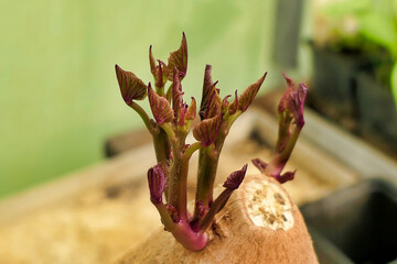 Close up of slips emerging from the Sweet Potato which are then removed from the potato and planted
