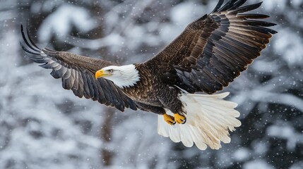 Fototapeta premium Adult bald eagle in flight over snowy alaskan landscape featuring haliaeetus leucocephalus washingtoniensis gliding through winter sky in majestic wildlife scene 