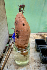 Sweet Potato placed in a jar of water allowing shoots to form slips which are then removed from the potato and planted
