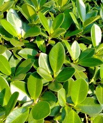 The Ficus microcarpa plant has bright green leaves that look beautiful in the sunlight.