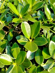 The Ficus microcarpa plant has bright green leaves that look beautiful in the sunlight.