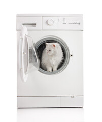 Washing machine and white cat...
