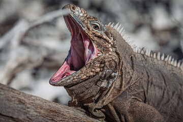Iguana on island in the Caribbean sea...