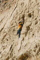 Closeup of a bee-eater