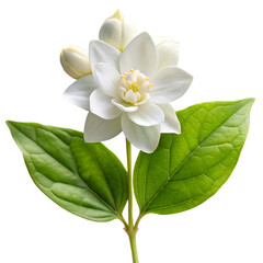 Fototapeta premium Jasmine Sambac flower isolated on white background