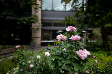 柔らかい光の薔薇の花