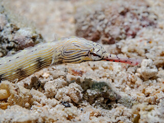 Scibbled Pipefish, Korallen Seenadel (Corythoichthys intestinalis)