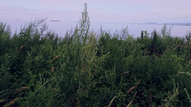 Wormwood coast of the Sea of Japan. Range of Artemisia gmelinii. The Russian Far East. There are many ships on the horizon. Ship raid of Nakhodka port. Primorsky Krai. Rusia