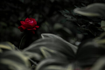 柔らかい光の薔薇の花