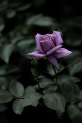 柔らかい光の薔薇の花