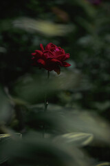 柔らかい光の薔薇の花