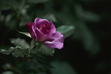 柔らかい光の薔薇の花