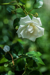 柔らかい光の薔薇の花