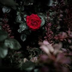 柔らかい光の薔薇の花