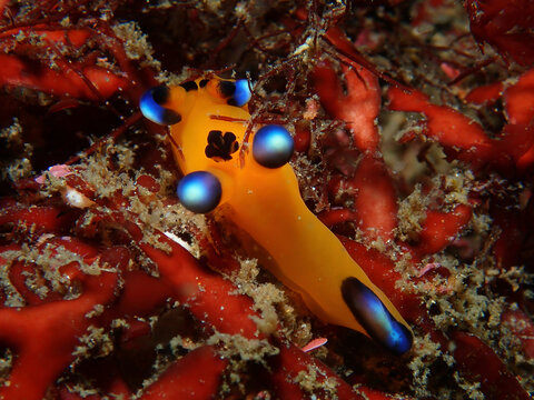 Beautiful nudibranch, Thecacera pacifica, in Izu