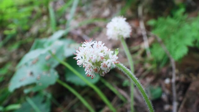 Coltsfoot (Petasites tatewakianus forest meadows of Russian Far East, coast of the Sea of Japan, Primorsky Krai