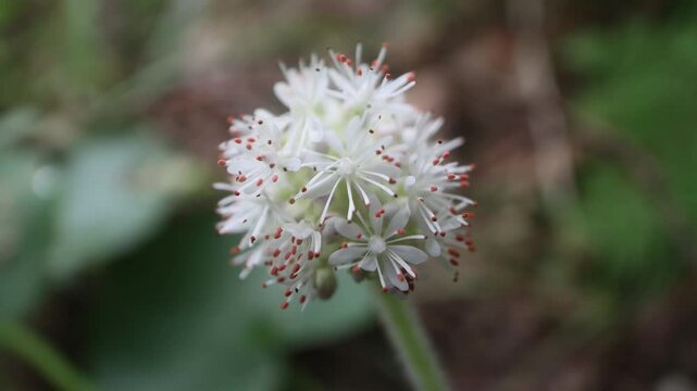 Coltsfoot (Petasites tatewakianus forest meadows of Russian Far East, coast of the Sea of Japan, Primorsky Krai