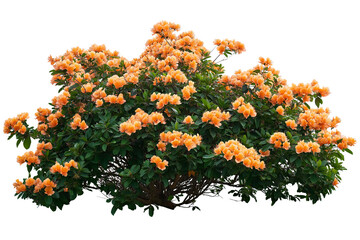 Bush with orange flowers on white background