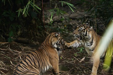 Sumatran tigers are seen fighting in the bushes
