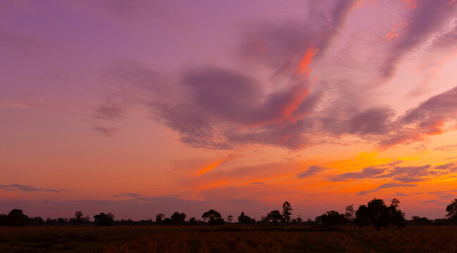 Amazing sunset and sunrise.Panorama silhouette tree in africa with sunset. Dark tree on open field dramatic sunrise.Safari theme