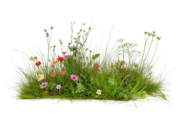 Natural Grass and Flower Scene – Transparent Isolated