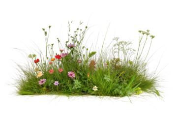 Natural Grass and Flower Scene – Transparent Isolated