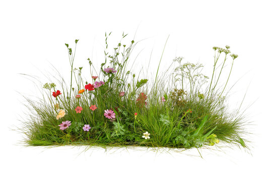 Fototapeta Natural Grass and Flower Scene – Transparent Isolated