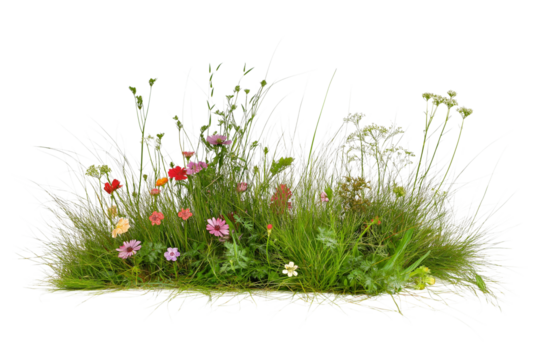 Natural Grass and Flower Scene – Transparent Isolated