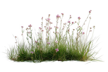Meadow Grass with Wildflowers Isolated Background