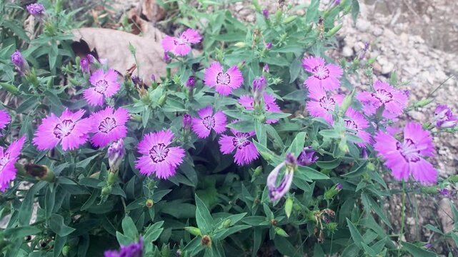 Amur carnation Reddish-purple. Russian Far East. A feral specimen