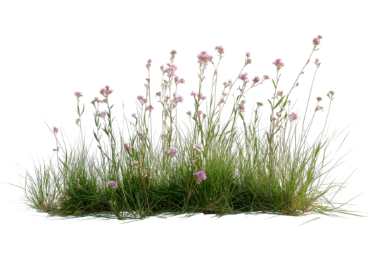Meadow Grass with Wildflowers Isolated Background